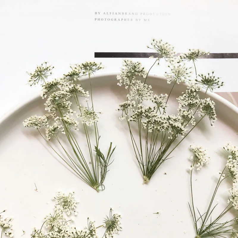 5-7cm/12pcs,Snow Tiny Flowers  - Craft Embellishments ulasan dan harga