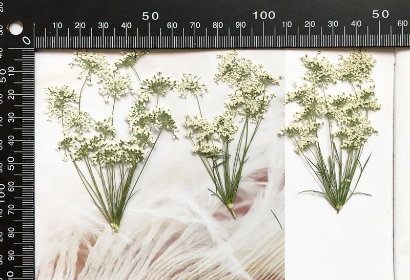 5-7cm/12pcs,Snow Tiny Flowers  - Craft Embellishments ulasan dan harga