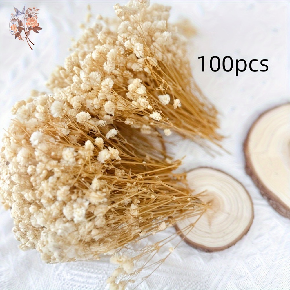 100pcs Mini Dried Baby's Breat - Craft Embellishments ulasan dan harga